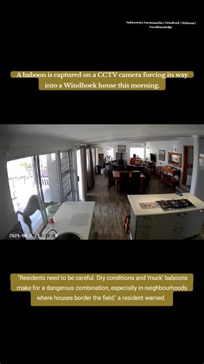 GMedia (@cataverseafrica) - Baboon Caught on CCTV Breaking into a Windhoek House