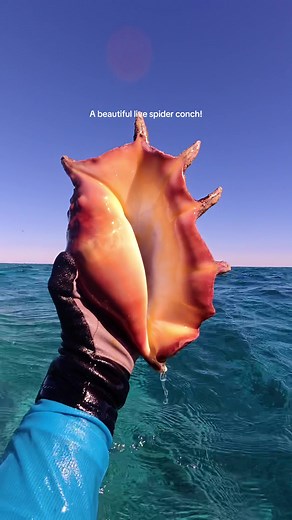 Discovering a Beautiful Live Spider Conch Shell