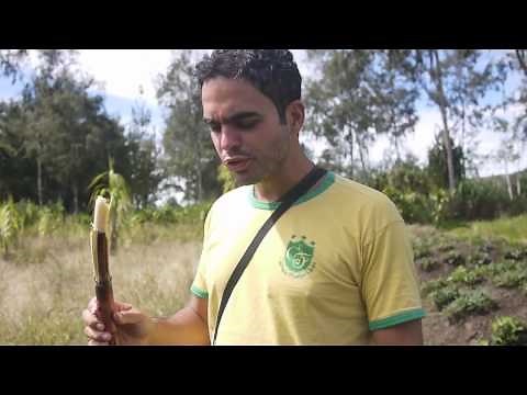 Food of the highlands of Papua New Guinea