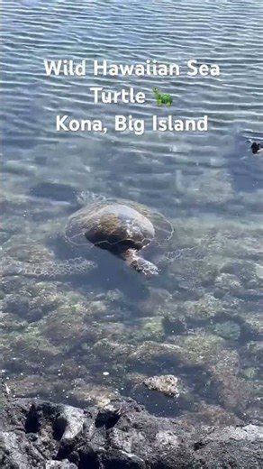 Hawaiian Sea Turtle in the Wild 🐢 Kona, Big Island Hawaii | 4K Nature Sounds