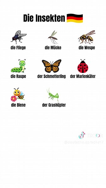 Die Blumennamen auf Deutsch lernen
