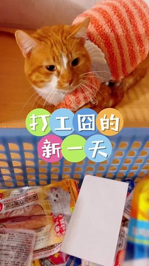 囧哥现在每天最期待的一件事就是跟我出门上班班🤣