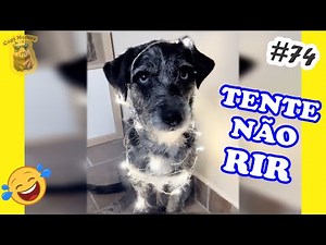 Melhores Memes e vídeos engraçados - Capi vídeo #74 - Canal Capi Memes