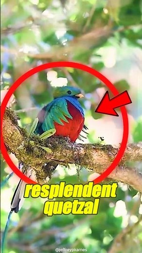 Resplendent Quetzal: The Most Magical Bird in the Jungle 🐦✨