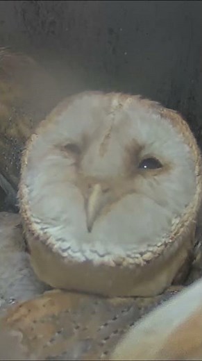 When you think it might be time to move out - Barn owls