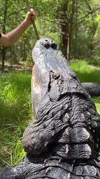 Gator training!