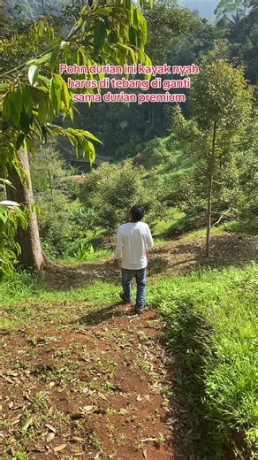 Panen Durian: Review Durian Termahal di Indonesia