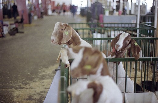 Michigan grants $62K in scholarships to 39 agriculture students