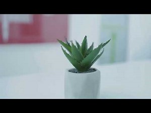 Top 5 Snake Plant Varieties + Care Guide | Sansevieria Explained