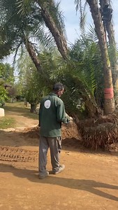 “Loading mature Phoenix sylvestris — chosen for its strength and long-term impact in commercial landscapes#botanika #landscape #ludhiana #landscapers #landscaping | Botanika The Nursery
