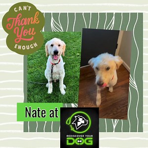 We want to thank our amazing partner, Nate, at Rediscover Your Dog in Springfield, Illinois, for all of his help with Gus-MO. Gus came to IDOG from a shelter and we believe he was left outside to his own devices and missed out on training and human interaction prior to intake. We knew he was a super sweet guy and wanted to give him what he needed to become the best boy ever. During Gus' 6 week board and train program, Nate's unending patience, knowledge and dog skills were key in teaching Gus wh