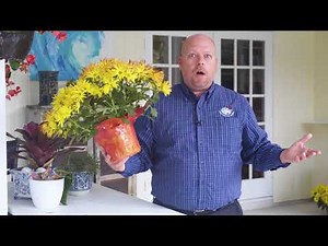 Pest Control | How to Get Rid of Ghost Ants | Exterminators in South Florida and the Treasure Coast