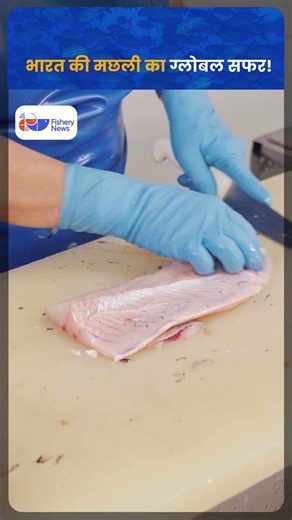 🐟 How Does Indian Fish Reach Global Markets? | Complete Seafood Export Journey