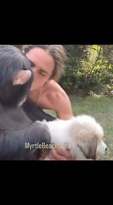 When the boys met the Akbash puppies.🤍 | Kody Antle