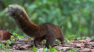 A curious Pallas's squirrel scamper with fluffy tail, spotted on the forest ground, sniffing and foraging around, close up shot.