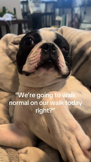 Boston Terrier's Wet Grass Snake Transformation