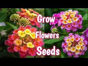 Grow Flowers From Seeds|| How To Grow lantana From Seeds|| Easy Method To Grow lantana Seeds In Pot