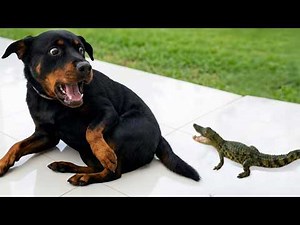 Perros grandes que te harán morirte de risa 😂 Los perros más divertidos 2026