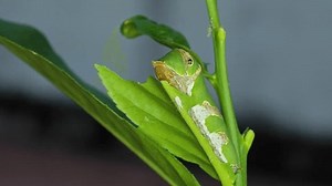 Daphnis Nerii Caterpillar On Lemon Leaf Stock Footage Video (100% Royalty-free) 3923404827 | Shutterstock