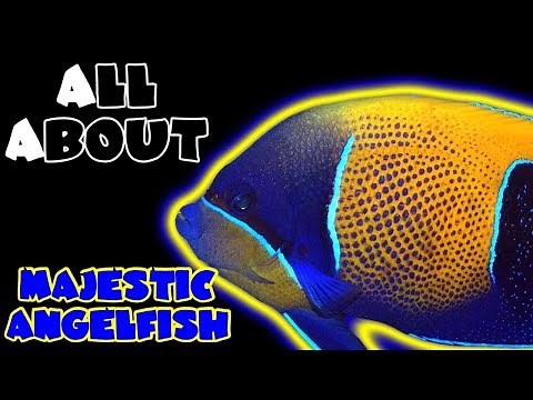 All About The Majestic Angelfish or Blue Girdled Angelfish
