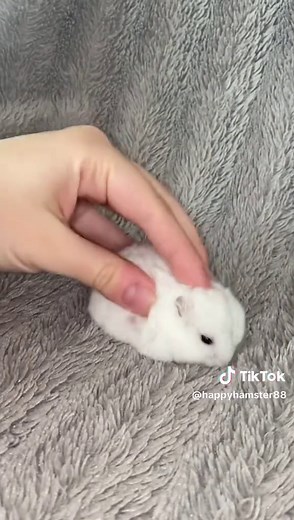 Funny Hamster Videos: Cute Moments and Food Antics