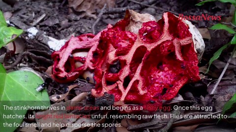 Octopus stinkhorn: Europe’s fungus that reeks of death