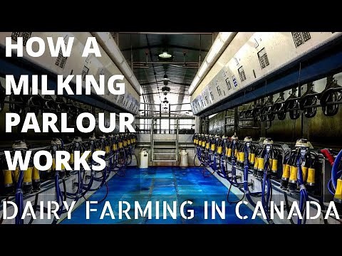 How A Milk Parlour Works