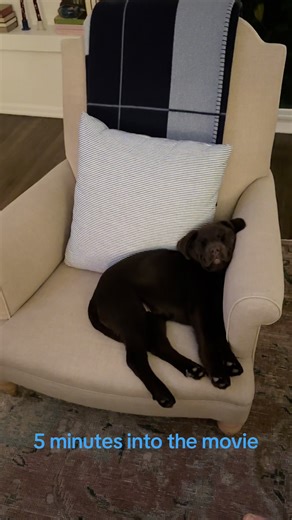 We all know this person #puppy #labradorretriever #chocolatelab #lab