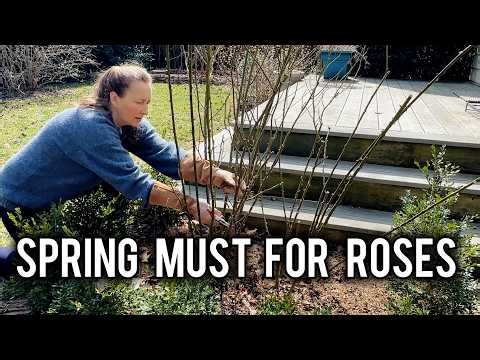 Don’t Skip This Step When Pruning ‘Lady of Shalott’ Rose (Spring Guide)