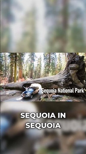 General Sherman: World's LARGEST Tree! #californiasecrets #usafacts