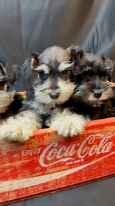 Central Arkansas Black and Silver Toys #snauzerpuppies #summerstoyschnauzers | Summer's Toy Schnauzers