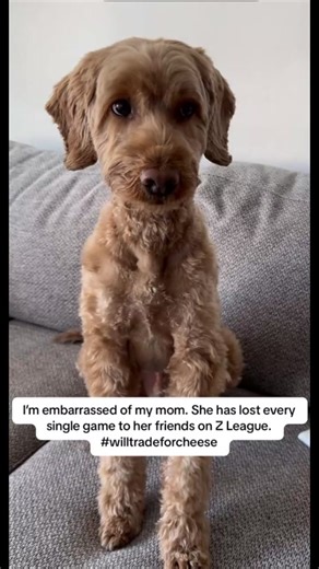 When your dog will trade you for cheese cause you suck at minigames. 🧀🐶 #gaming #minigames #zleaguegg #gamingapp #videogames #dogmom #doodle