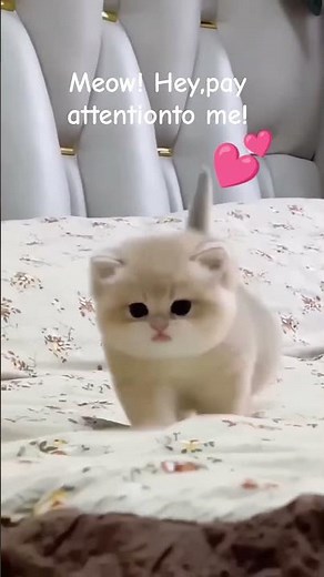 Cutest Cat Meow Ever! This Sweet Kitty Will Melt Your Heart Instantly