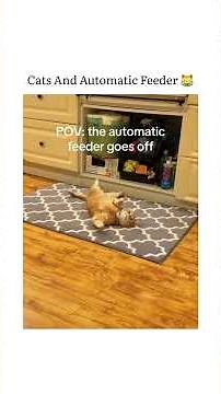 Cats And Automatic Feeder😂..#vetsupplyau #cat #catsoffacebook #trendingnow #AutomaticFeeder