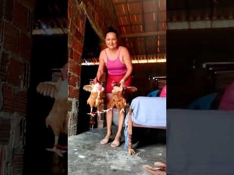 Speaking about the difference between free-range chickens and factory-farmed chickens