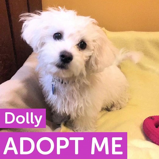 We are very excited to announce, ITV This Morning star Dolly is now ready to find the home of her dreams! This adorable four-month-old Bichon Frise and Shih Tzu cross is ever-so-loving and fun, and absolutely loves to meet new people and run about playing with other pooches. Dolly is a typical playful puppy and is ideally looking for a caring forever owner who has plenty of time on their hands to continue her training so that she grows up to be a well-behaved adult dog. She is also happy to shar