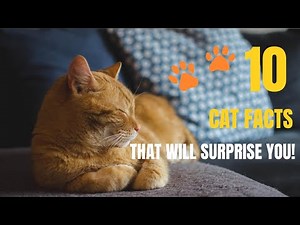 10 Cat Facts That Will Surprise You!