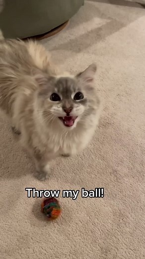 Cat Playing Fetch: A Dog-Like Phenomenon | Funny Cat Videos
