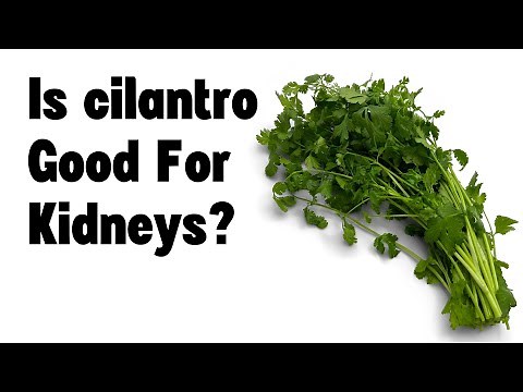 Is cilantro good for kidneys?