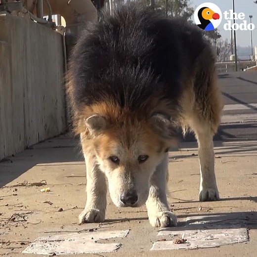 Watch this stray senior dog turn into a puppy again once he gets a bath 😍 | The Dodo