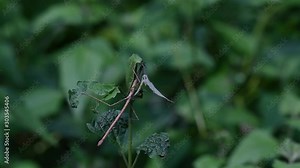 Stick Insect, Phasmatodea, eating the top of the plant in Kaeng Krachan National Park in slow motion.