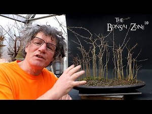 Developing My Osage Orange Forest, The Bonsai Zone, Jan 2023