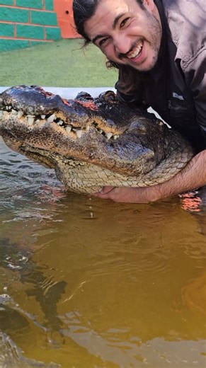 Zilla the Alligator! Second Biggest at Everglades Holiday Park #alligators #reptiles | Wild Charles