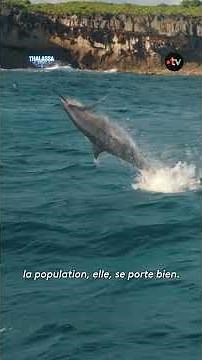 This dolphin is a true acrobat of the seas!