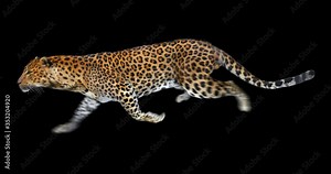Leopard running realistic animation. Isolated Panther animal video including alpha channel allows to add background in post-production. Element for visual effects.