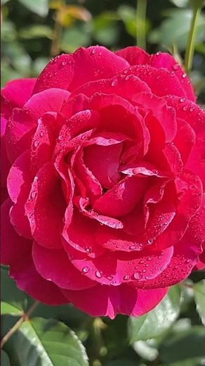 Rose flowers, The scientific name for the rose is Rosa, a genus in the family Rosaceae.
