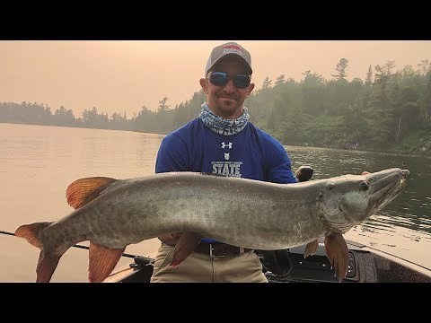 Lake Of The Woods Musky Fishing (4 Day Trip)