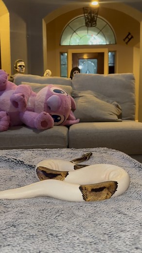 970 reactions · 22 shares | When you have two guard dogs ✨Follow Gizmo for more cuteness ✨ #fyp #pet #animal #snakes #reptiles #funny #funnyanimals #cuteanimals #cute #python #snakeshed #herpetology #reptile#snake #instasnake #instareptile #snakesofinstagram #serpent #serpiente #serpientes #serpenti #serpente#serpentes #schlange #fyp #animal #pet #silly #funny | Veronica Robles - Gizmo Account | Facebook