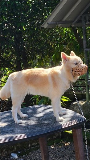 spirz ഡോഗ് ഹോം grooming #pets #dog #grooming #puppy