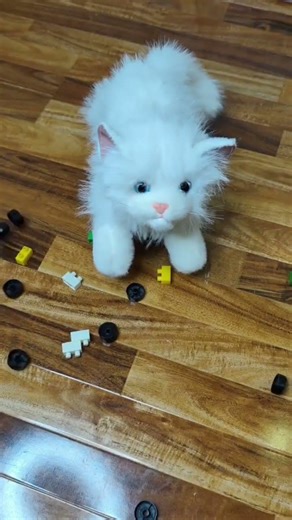 ASMR relaxing shorts with a cat 😺 #asmr #cat #kitten